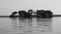 nazino